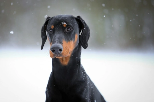 The Doberman and Cervical Disc Disease