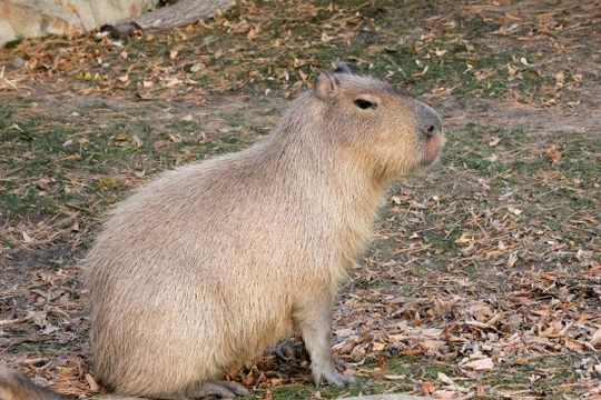 Capibaras, el más grande y pacífico de los roedores