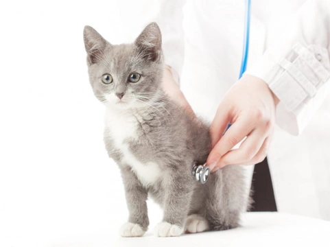 When Cats Need Emergency Veterinary Treatment