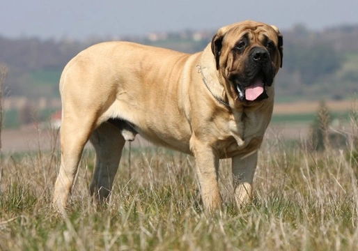 Wrinkly best sale dog breeds