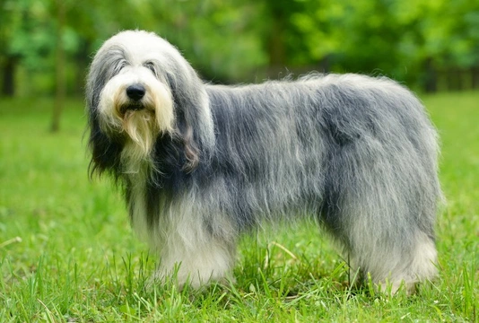 Primary Ciliary Dyskinesia (PCD) in the Old English sheepdog