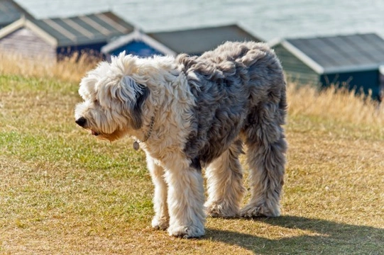 Old english hot sale sheepdog fur