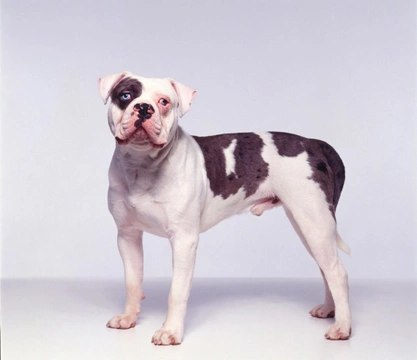 10 things you need to know about the Alapaha blue blood bulldog before you buy one