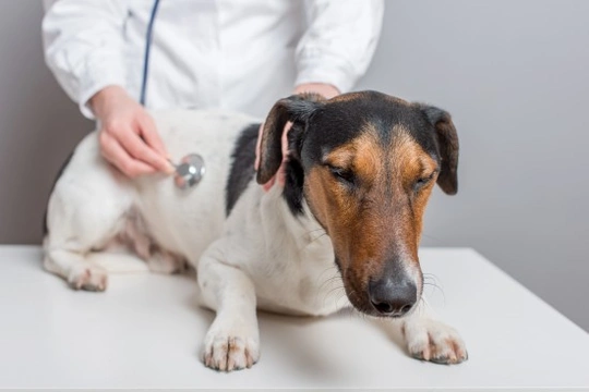 How to Recognise and Deal with Internal Bleeding in Dogs