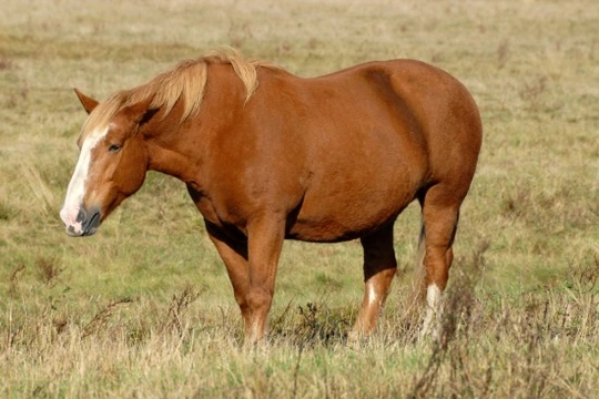 How to Avoid Obesity in Horses