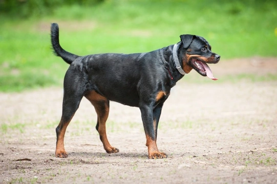 Five universal personality traits of the Rottweiler
