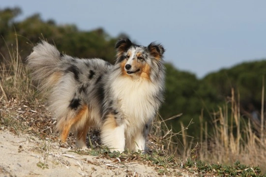 Shetland sheepdog hot sale bi blue