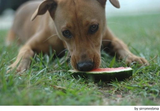 ¿Qué frutas puede comer tu perro?