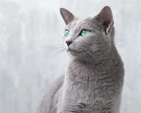 Blu di Russia, il gatto anallergico: curiosità