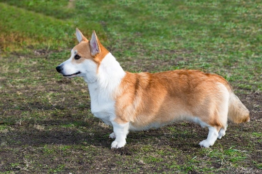 Urolithiasis in the Cardigan Welsh corgi