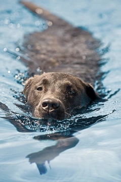 Reducing the risk of drowning in dogs during the summer