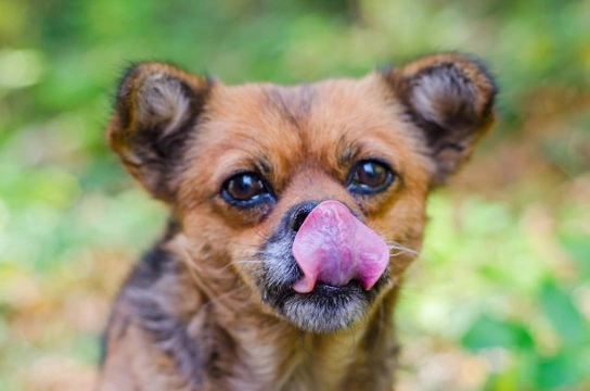 Dog continuously hot sale licking nose