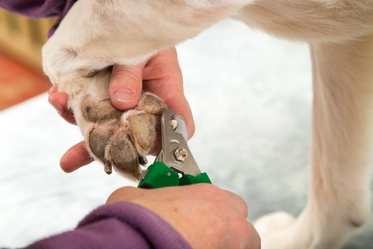 How to Keep Your Dogs Nail's Nicely Trimmed
