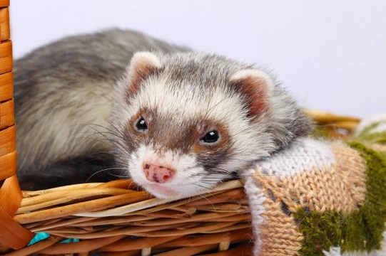 Considerations regarding ferret surgery for carcinomas and other issues