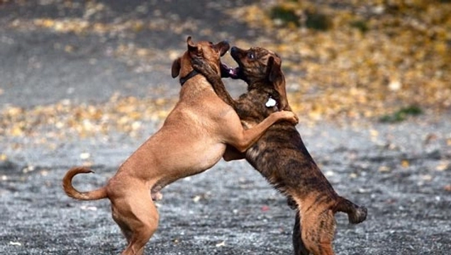 Wat is de beste manier om vechtende honden uit elkaar te halen?
