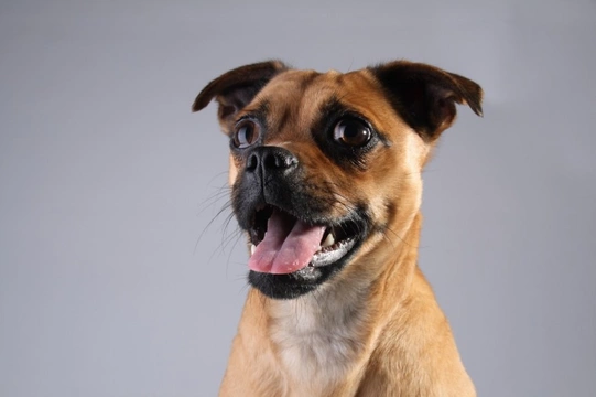 Jug breed of store dog