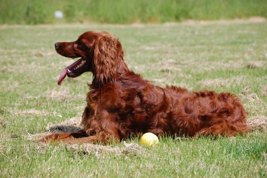 What is a Spay Coat and Why are Irish Setters so Affected?