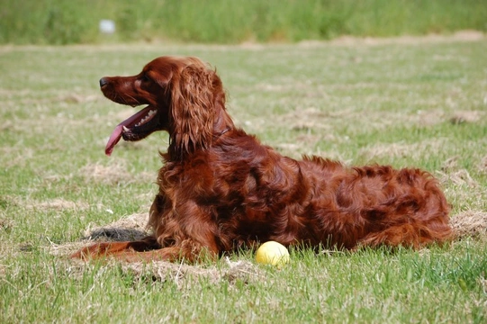 Irish setter cheap spay coat