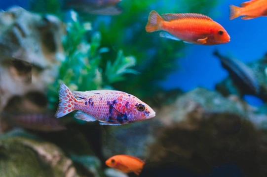 Exotic pet best sale fish for sale