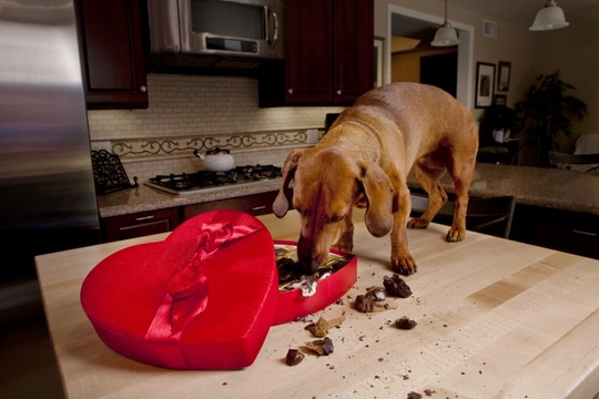 Why is chocolate harmful to dogs?