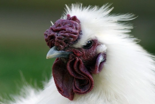 10 Exotic & Bizarre Breeds of Chickens