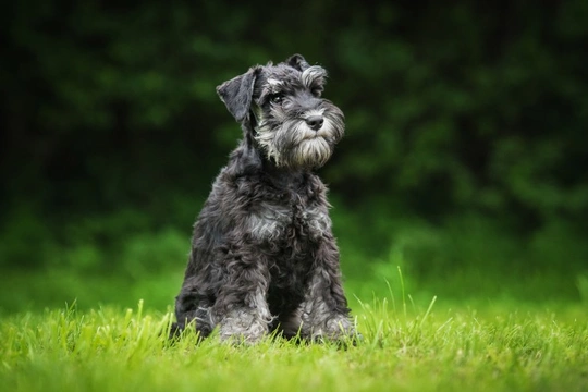 Miniature Schnauzers and Pancreatitis