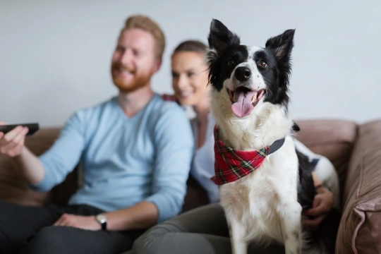 Does your dog like to watch the television? What do dogs see when they watch TV?