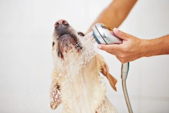 Bathing a dog with atopy