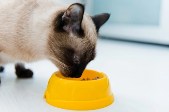 Cat feeding tips from the experts