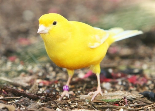 All About The Canary