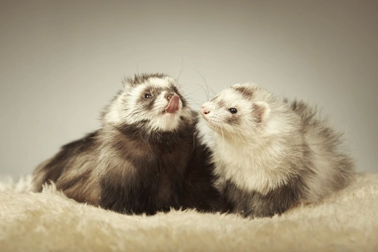 What you need to know about ferrets and coat shedding
