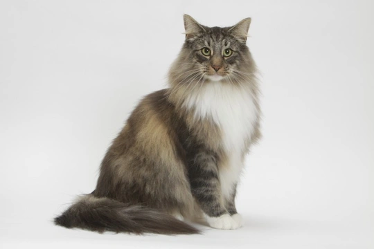 History of the Norwegian Forest Cat