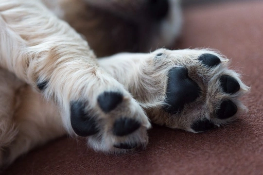 Five winter-specific paw problems in dogs you need to be alert to