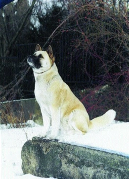 4. Setkání přátel Akita Inu a Velkého japonského psa