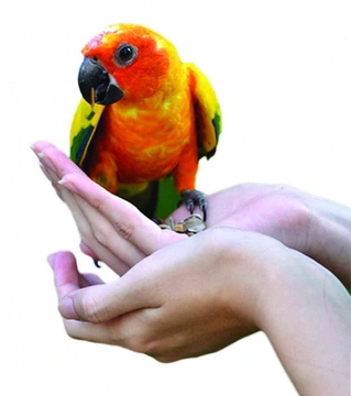 Vlastnit papouška je závazek 18  – Papoušek si zasluhuje empatický přístup