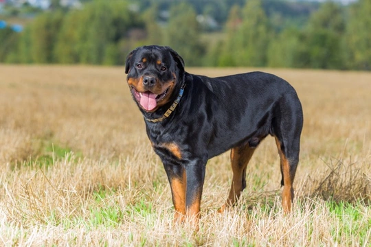 Rottweiler clearance double coat