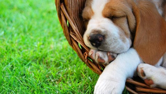 Zijn honden aan het dromen als ze hun poten bewegen tijdens het slapen?