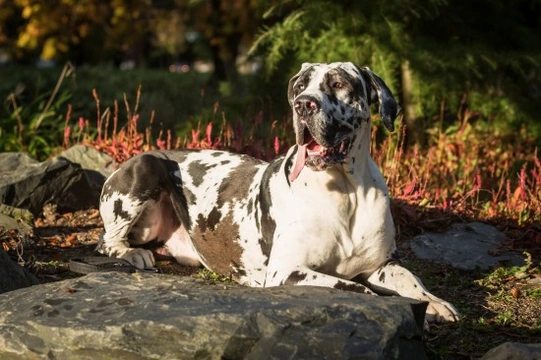 How to decide if a Great Dane is the right dog for you, and how to pick the right one