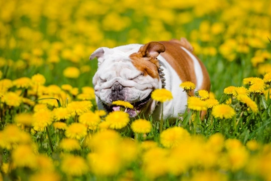 How common are allergies in dogs?