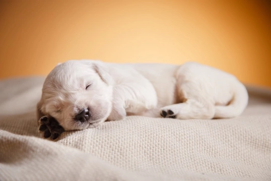 Five interesting things you probably didn’t know about new-born puppies