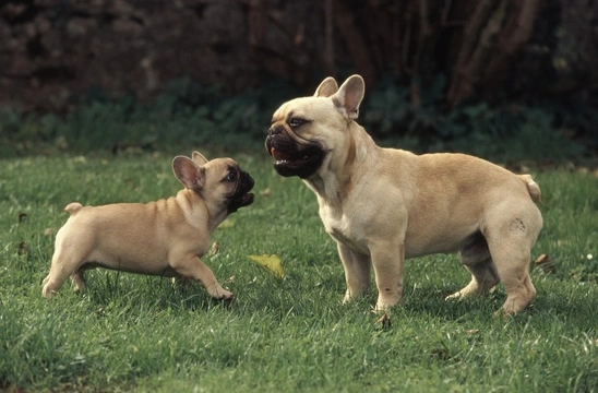 Five considerations to bear in mind if you want to breed from your French bulldog