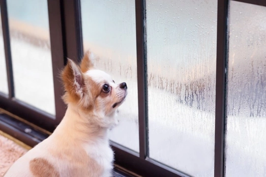 Can the weather affect your dog’s mood?
