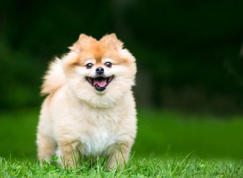 Five dog breeds that you might not know originated in Germany