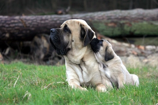 More about mastiff dogs and their traits