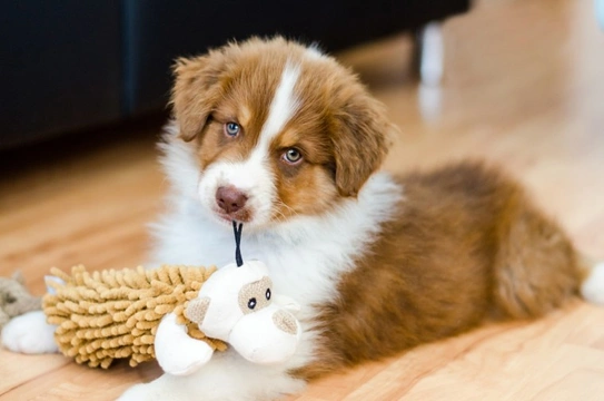 Ten reasons why you need to think twice before buying a puppy