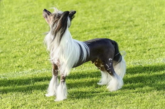 How to care for a Chinese Crested's skin