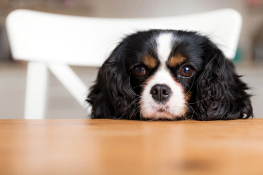 Five surprising things that contain xylitol and that could harm your dog