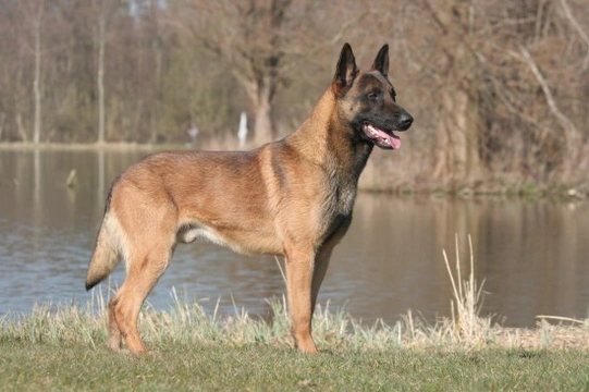 Health Issues More Commonly Seen in the Belgian Shepherd