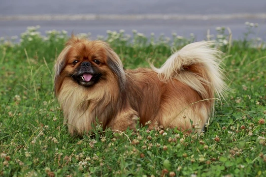 Amblyopia in the Pekingese and other brachycephalic dog breeds