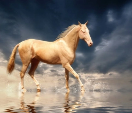 The Magnificent Iridescent Horse Called the Akhal-Teke